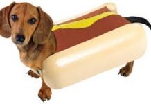 Who let the Dogs out!!!