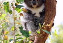 Koala Forest @ Healesville Sanctury - 27/08/2016