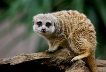Meerkat Mayhem @ Werribee Open Range Zoo - 27/08/2016