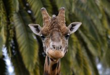 Tower of Giraffe @ Melbourne Zoo - 27/08/2016