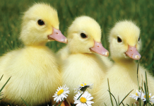 Maranatha Junior School Officer Open Morning