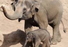 Pachyderm play time at Melbourne Zoo - 21/12/2016