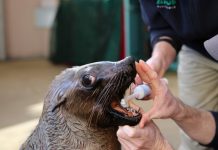 Autumn at Zoos Victoria - 27/05/2017