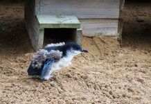 Rangers maintain island paradise