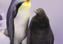 Penguin Playtime at SEA LIFE Melbourne This School Holidays!