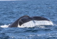 Island Whale Festival