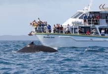 Have a whale of a time on Phillip Island