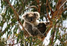 Phillip Island holiday fun with the animals
