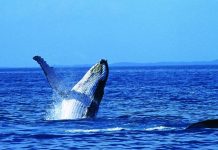 PHILLIP ISLAND WHALE FESTIVAL