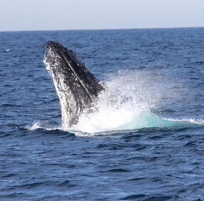 Island Whale Festival on Phillip Island