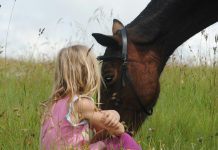 Horses build trust, emotional safety